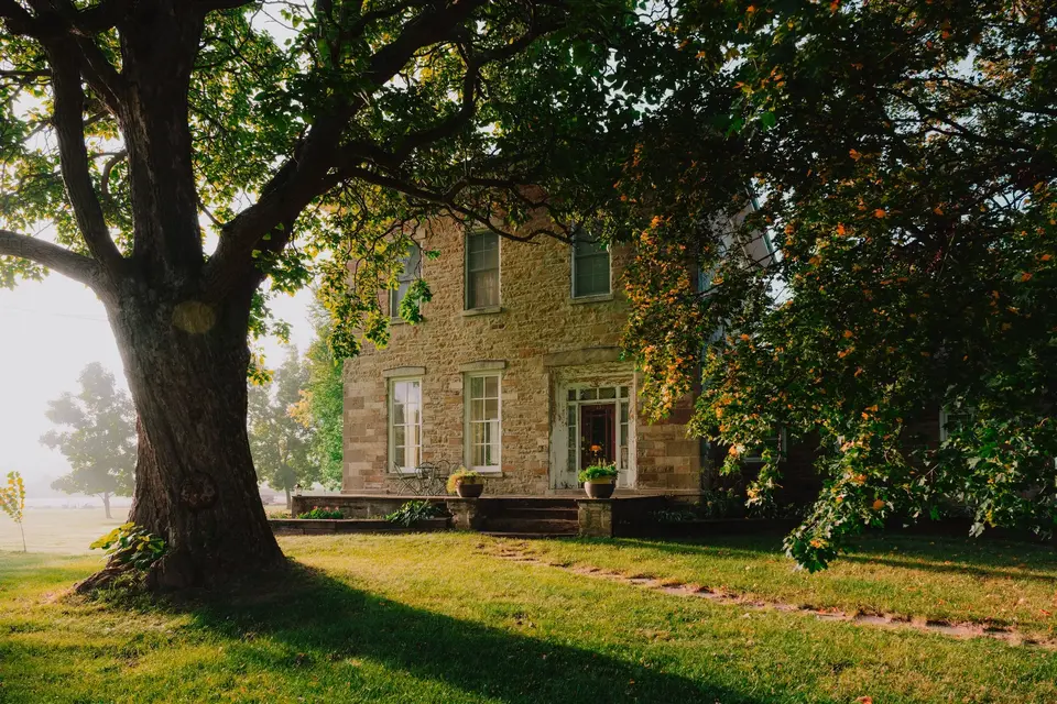 A great oak beside an old stone farmhouse, morning light through the leaves